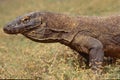 Komodo dragon, waran, monitor lizard, a dangerous reptile