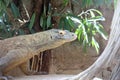 Komodo Dragon, Wild Reptil, Wildlife Royalty Free Stock Photo