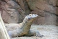 Komodo Dragon, Wild Reptil, Wildlife Royalty Free Stock Photo