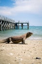 Komodo Dragon