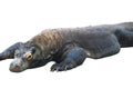 Komodo Dragon (Varanus komodoensis) Isolated on a White Background with Copy Text Space. Royalty Free Stock Photo