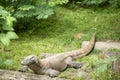 Komodo Dragon in Zoo