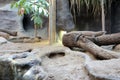 Komodo dragon at Zoo Praha