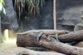 Komodo dragon at Zoo Praha