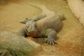 Komodo dragon in zoo