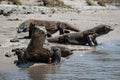 Komodo Dragons on Beach in Komodo National Park Royalty Free Stock Photo