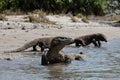 Komodo Dragons on Beach in Komodo National Park Royalty Free Stock Photo