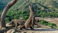 Komodo dragons.The Komodo dragon stands on its hind legs and open mouth. Scientific name: Varanus komodoensis. It is the biggest Royalty Free Stock Photo