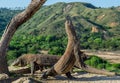 Komodo dragons.The Komodo dragon stands on its hind legs and open mouth. Scientific name: Varanus komodoensis. It is the biggest Royalty Free Stock Photo