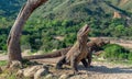 Komodo dragons.The Komodo dragon stands on its hind legs and open mouth. Scientific name: Varanus komodoensis. It is the biggest Royalty Free Stock Photo