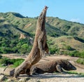 Komodo dragons.The Komodo dragon stands on its hind legs and open mouth. Scientific name: Varanus komodoensis. It is the biggest Royalty Free Stock Photo