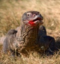 Komodo dragons eat their prey. Indonesia. Komodo National Park.