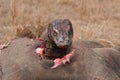 Komodo dragons eating wild buffalo