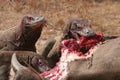 Komodo dragons eating wild buffalo