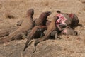 Komodo dragons eating wild buffalo