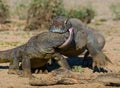 Komodo Dragons are fighting each other. Very rare picture. Indonesia. Komodo National Park. Royalty Free Stock Photo