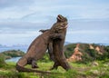 Komodo Dragons are fighting each other. Very rare picture. Indonesia. Komodo National Park. Royalty Free Stock Photo