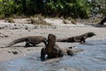 Komodo Dragons in Horseshoe Bay, Komodo National Park Royalty Free Stock Photo