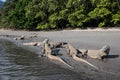 Komodo Dragons on Remote Beach Royalty Free Stock Photo