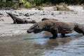 Komodo Dragons on Rinca Island in Komodo National Park Royalty Free Stock Photo