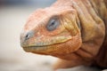 komodo dragons rough skin texture against fine sand