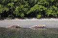 Komodo Dragons Walking on Beach Royalty Free Stock Photo