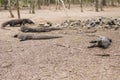 Komodo dragons, Komodo National Park, World Heritage Site Royalty Free Stock Photo