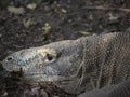 Komodo Dragons in the wild