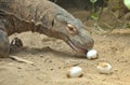 Komodo eats eggs