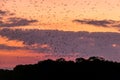 Komodo - Flying foxes leaving theri cave to search for food Royalty Free Stock Photo