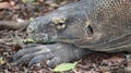 Komodo hewan reptil indonesia Royalty Free Stock Photo