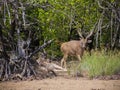 Komodo island,Indonesia, - Januar 24, 2019:Deer in Komodo National Park, Unesco World Heritage Site, Komodo Island Royalty Free Stock Photo