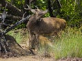 Komodo island,Indonesia, - Januar 24, 2019:Deer in Komodo National Park, Unesco World Heritage Site, Komodo Island Royalty Free Stock Photo