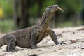 Komodo the largest lizard Royalty Free Stock Photo