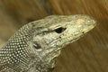 Komodo monitor lizard Royalty Free Stock Photo