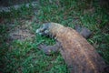 Komodo monitor lizard Royalty Free Stock Photo