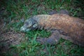 Komodo monitor lizard Royalty Free Stock Photo