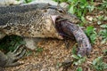 Komodo Monitor lizard dragon is eating a fish closeup portrait in Lumphini Park, Bangkok Royalty Free Stock Photo