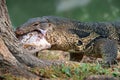 Komodo Monitor lizard dragon is eating a fish in Lumphini Park, Bangkok Royalty Free Stock Photo