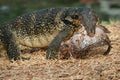 Komodo Monitor lizard dragon is eating a fish in Lumphini Park, Bangkok Royalty Free Stock Photo