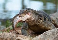 Komodo Monitor lizard dragon is eating a fish near water pond in Lumphini Park, Bangkok Royalty Free Stock Photo