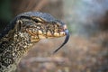 Komodo Monitor lizard dragon head forked tongue in Lumphini Park, Bangkok, Thailand Royalty Free Stock Photo