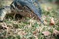 Komodo Monitor lizard dragon head forked tongue in Lumphini Park, Bangkok, Thailand Royalty Free Stock Photo