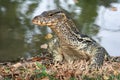 Komodo Monitor lizard dragon head in Lumphini Park, Bangkok, Thailand Royalty Free Stock Photo