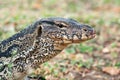 Komodo Monitor lizard dragon head in Lumphini Park, Bangkok, Thailand Royalty Free Stock Photo