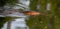 Komodo Monitor lizard dragon in water in Lumphini Park, Bangkok, Thailand Royalty Free Stock Photo