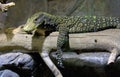 Komodo monitor lizard scaly reptile Royalty Free Stock Photo