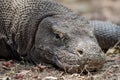 Komodo Dragon portrait. Komodo island. Indonesia Royalty Free Stock Photo