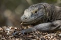 Komodo Dragon portrait. Komodo island. Indonesia Royalty Free Stock Photo