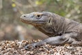 Komodo Dragon portrait. Komodo island. Indonesia Royalty Free Stock Photo